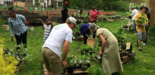 garden during plant sale