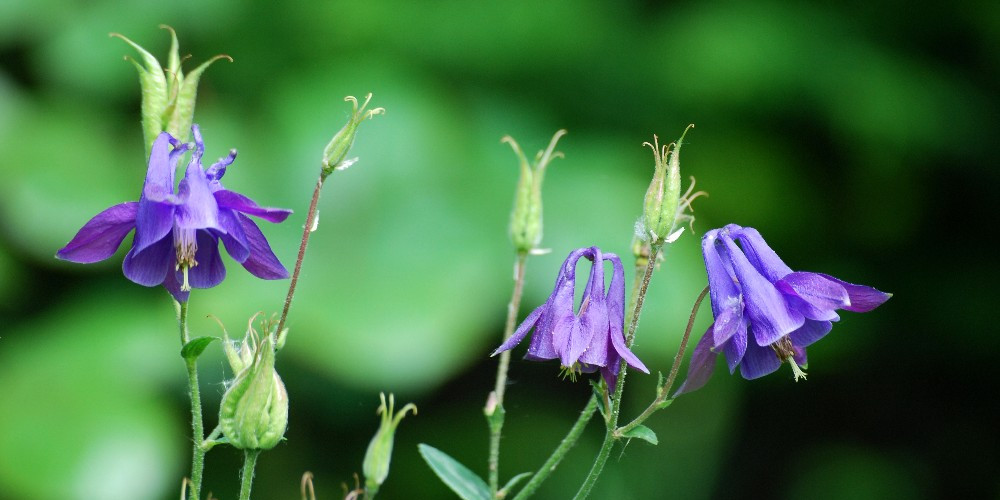 Photo of Aquilegia vulgaris by Peter Rühr from Wikimedia Commons.