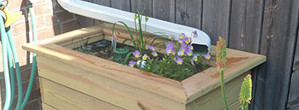 photo: planter watered by rain spout