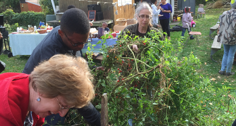 gardeners clearing tomato plant from bed