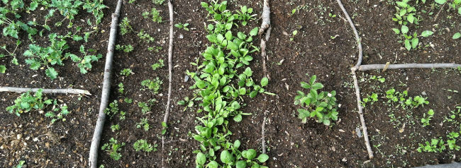 photo: garden bed with seedlings