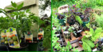 Hansberry Garden Plant Sale Features Native Species and More