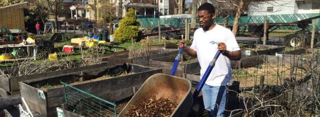 Man carrying mulch in wheelbarrow