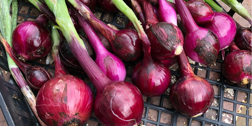 photo-freshly harvested red onions
