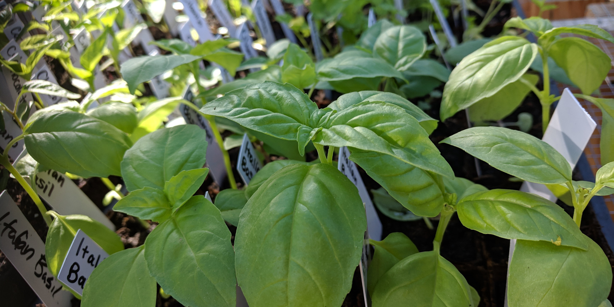 photo: basil plants in greenhouse