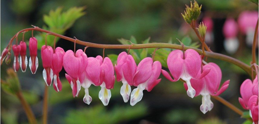 photo: bleeding heart flower