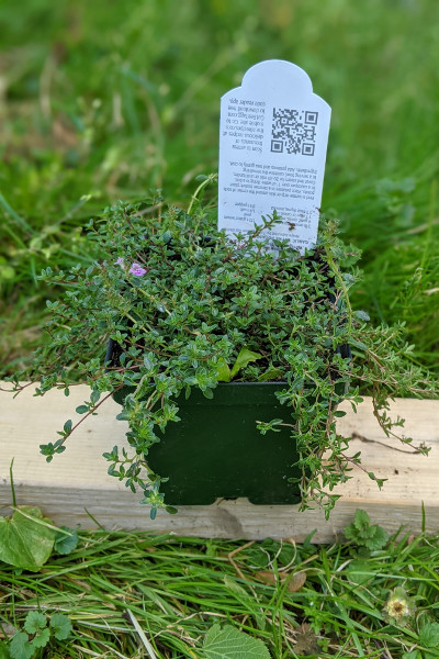 Creeping Thyme – Community Foodscapes