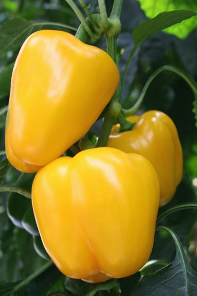 Image of Yellow bell pepper early summer