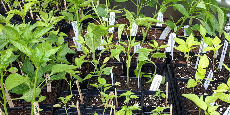 photo:pots of pepper seedlings