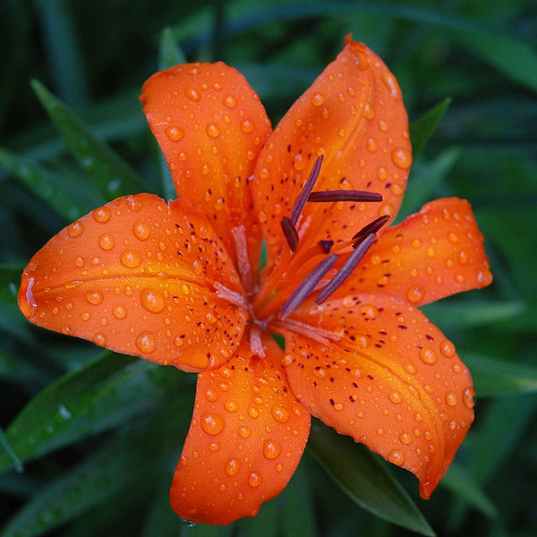 Tiger lillies deals