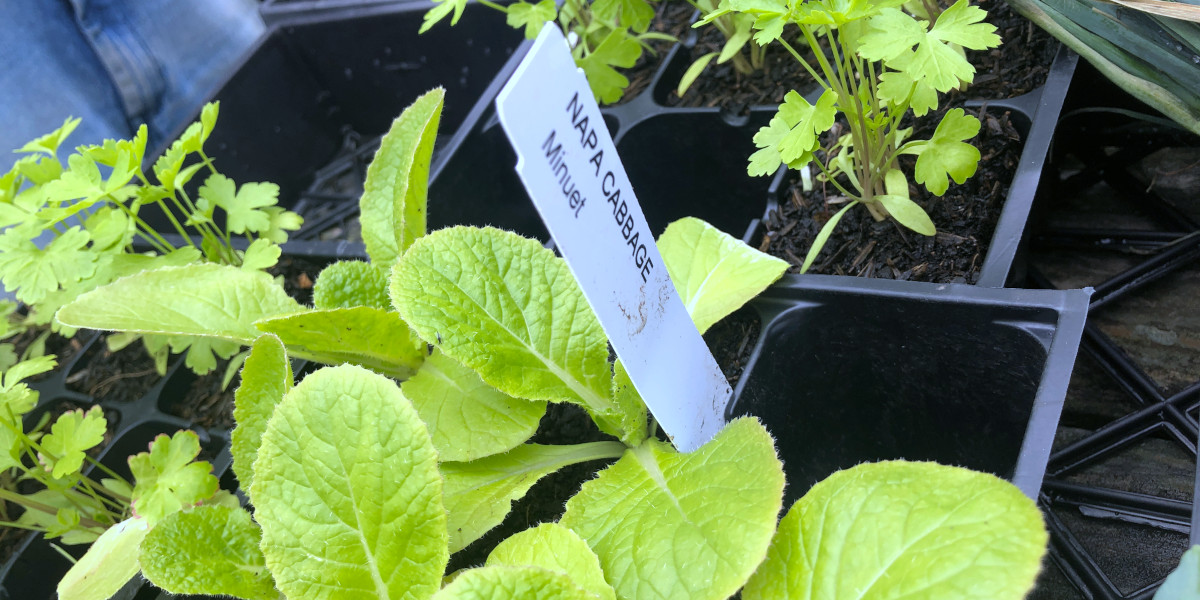 photo:Napa cabbage and parsley seedlings