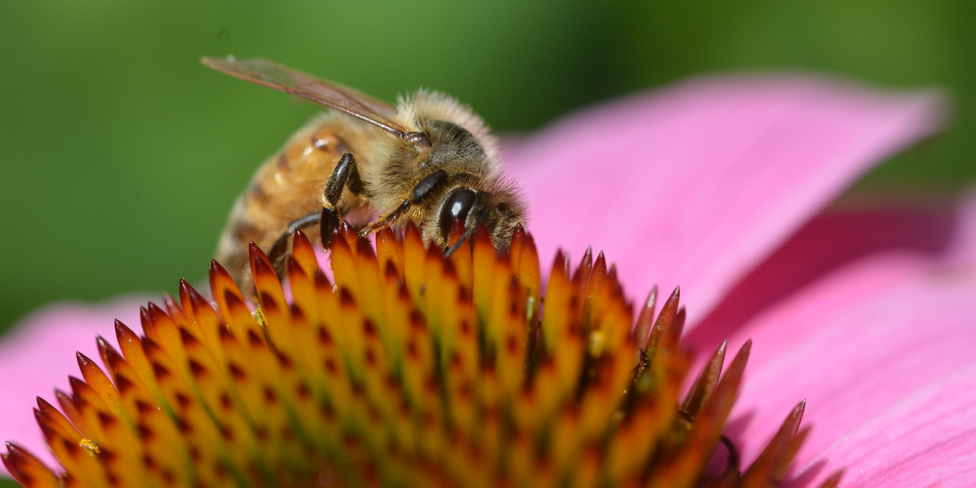 photo of bee on echinacea flower