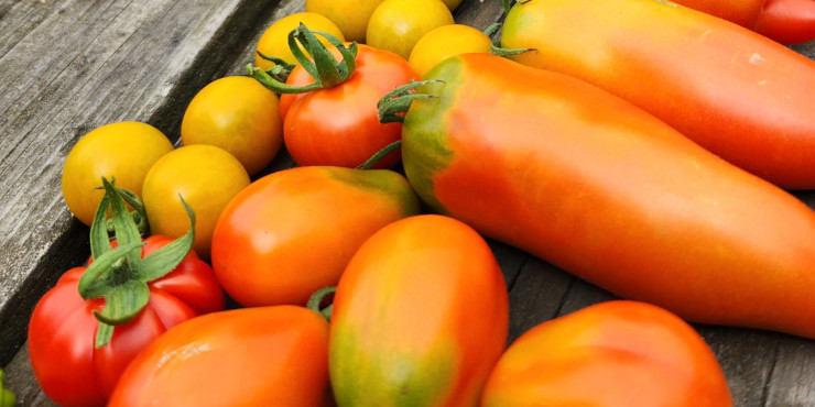 photo: tomatoes on table