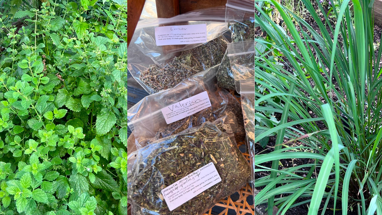 photo: dried herbs in bags, fresh herbs in garden