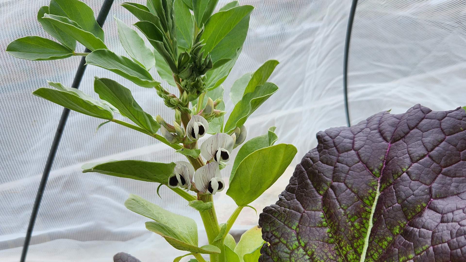 photo: flowering fava beans and red mustard