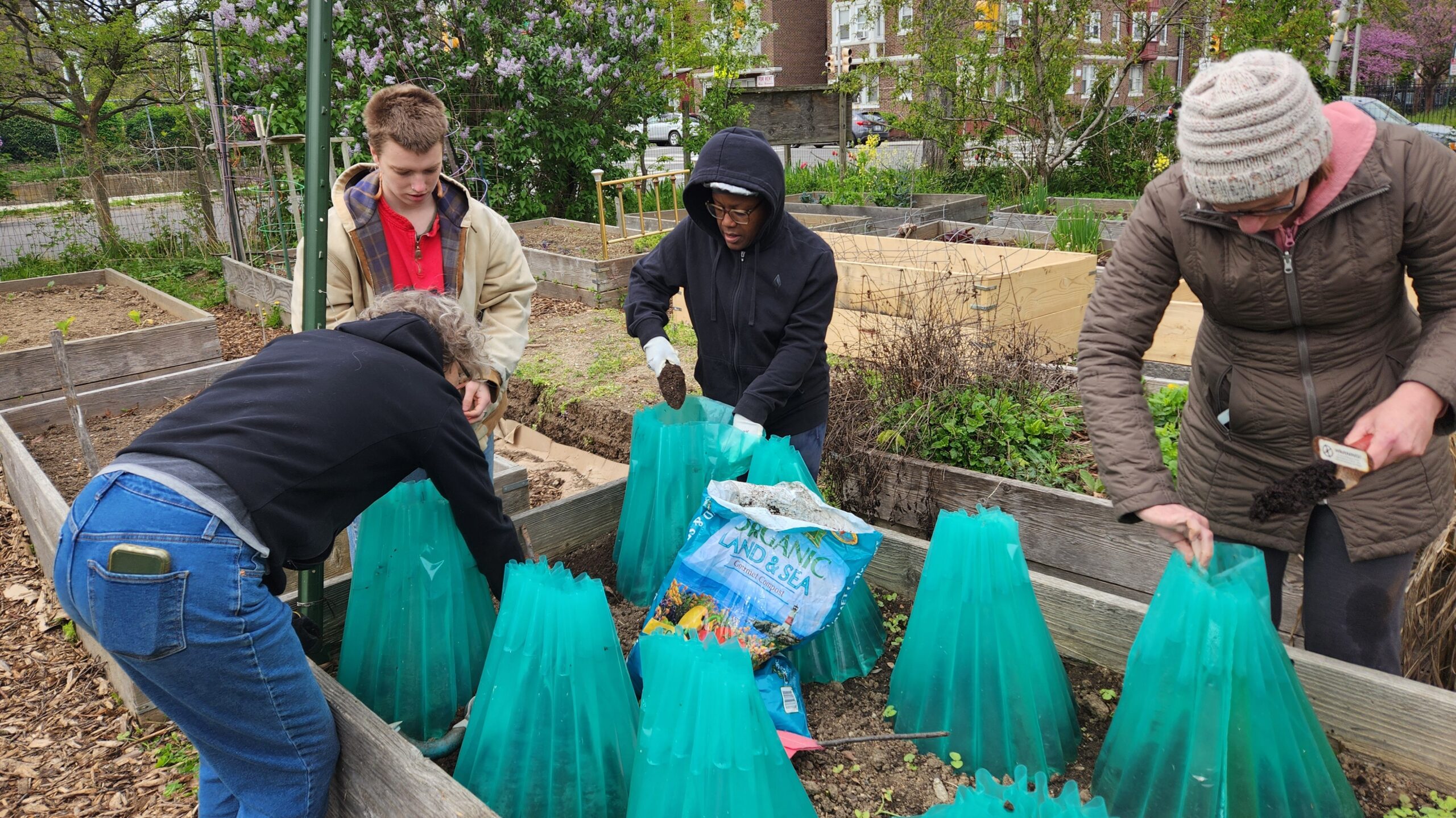 photo: Four women planting