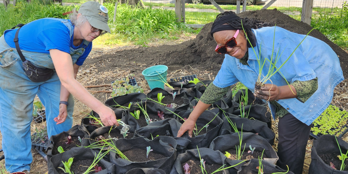 Two women planting greens in grow bags